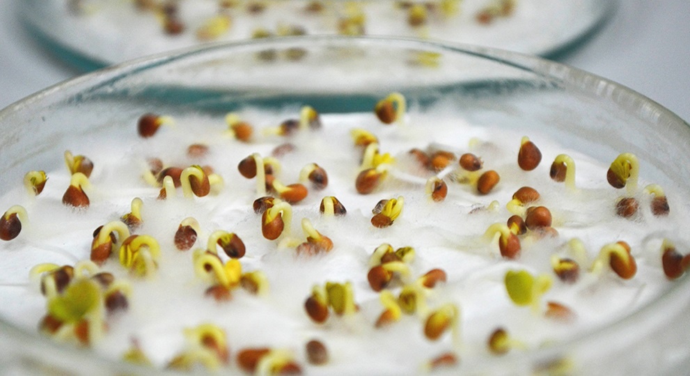 Посев просроченных семян. Стоит ли сеять? Сроки всхожести семян некоторых овощных культур