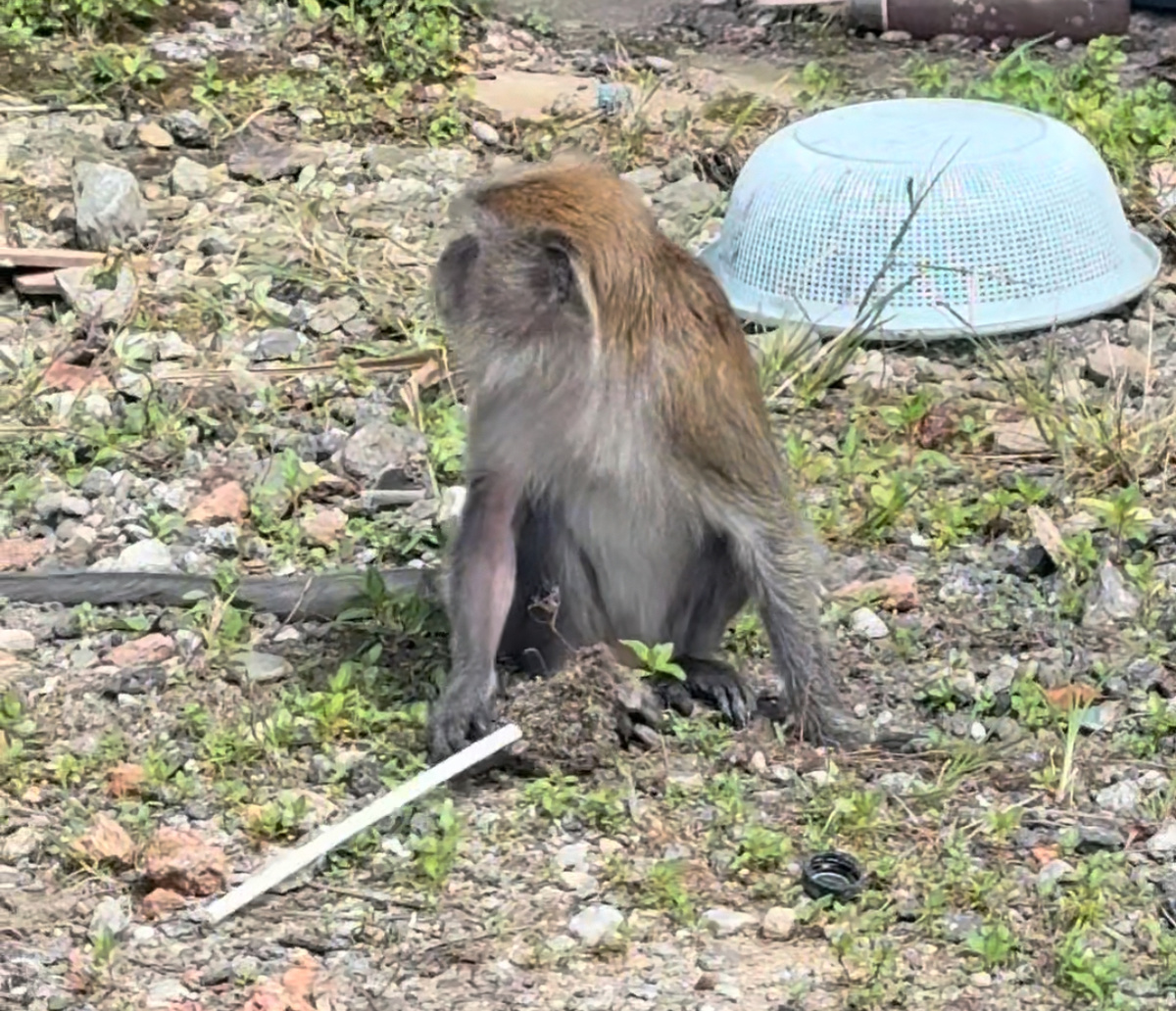 Макака длиннохвостая