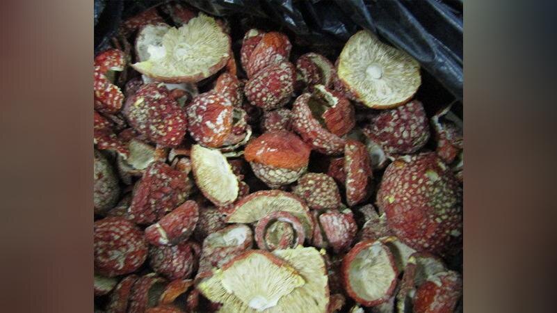 Фото: пресс-служба Санкт-Петербургской таможни