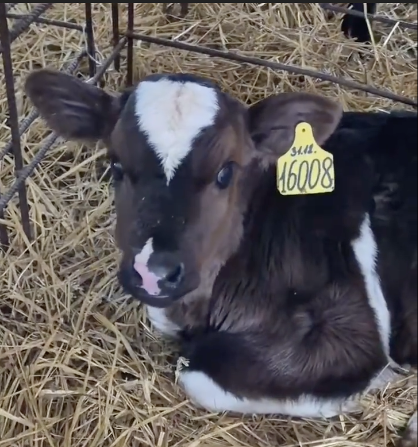 Так выглядит здоровый теленок