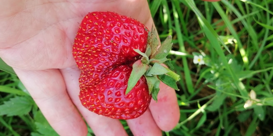 Подкармливаю клубнику первый раз тремя компонентами. 89% кустов дают двойной урожай к июлю