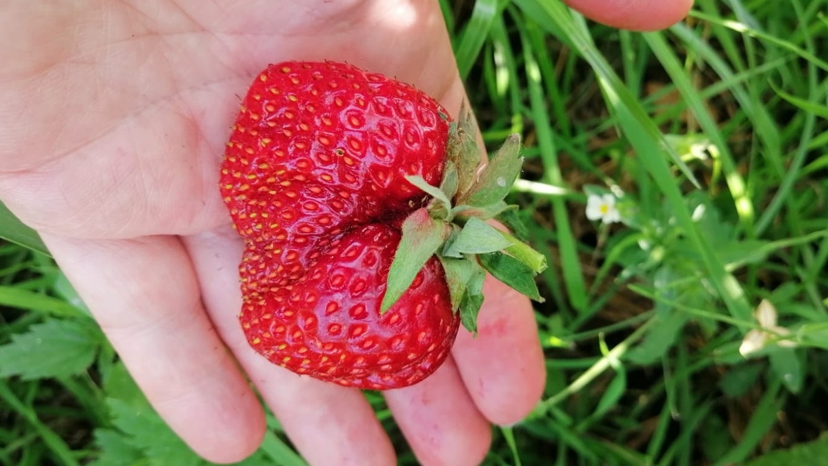 Результат правильной подкормки - мои кусты справа плодоносят, когда у соседей сезон закончился