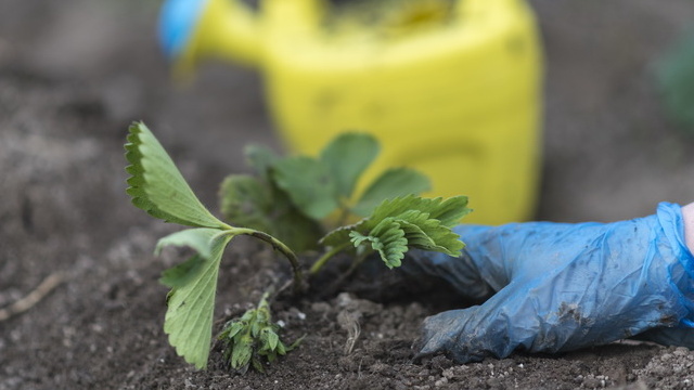 Чистая грядка после подготовки к подкормке