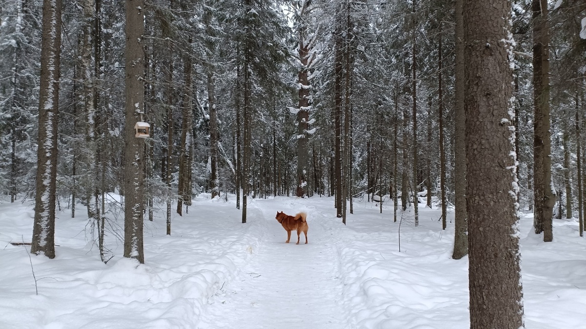    фото: © Столица на Онего