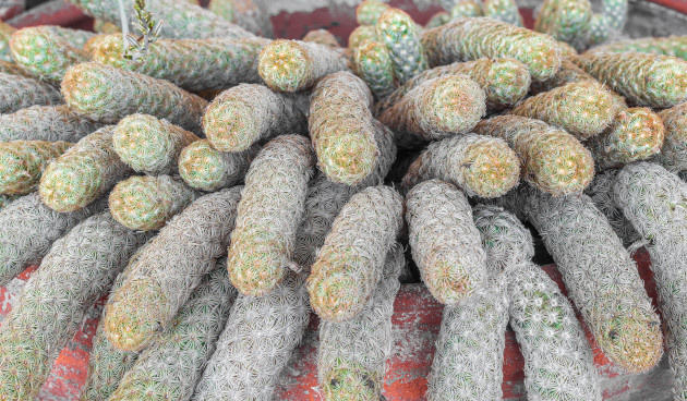    Маммиллярия удлиненная. Фото: Torruzzlo / Shutterstock / Fotodom