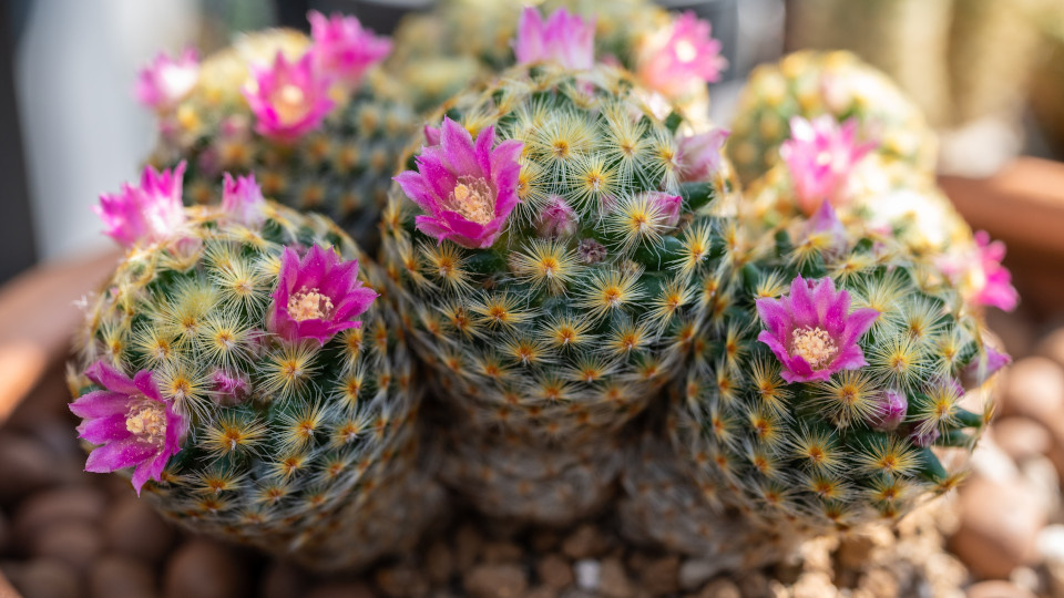 Маммиллярия. Фото: Boyloso / Shutterstock / Fotodom
