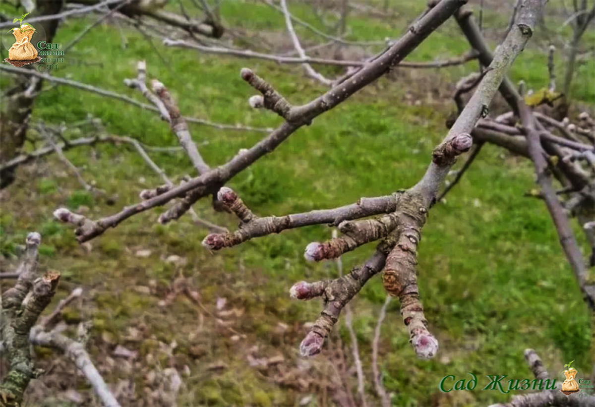 Почки ещё спят — идеальный момент для профилактики, а не лечения