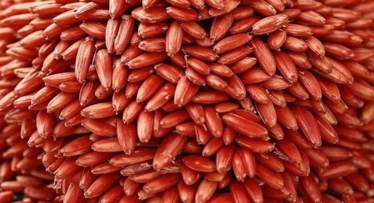    Фото: Медведева Анна, AgroXXI.ru