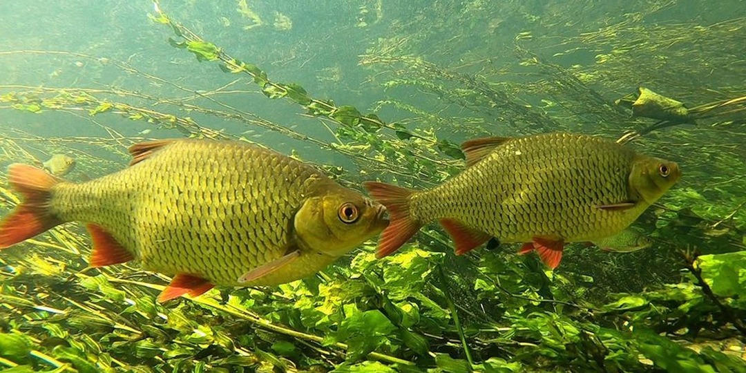 Золото в моем пруду: как я возвращаю в Подмосковье настоящего золотого карася и почему хочу заняться его разведением