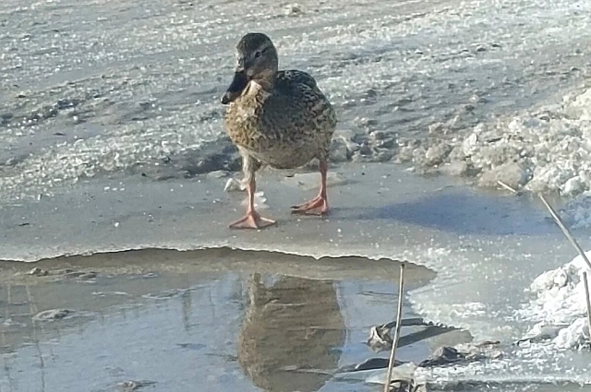    В Волгоградской области утки облюбовали канализационные течи