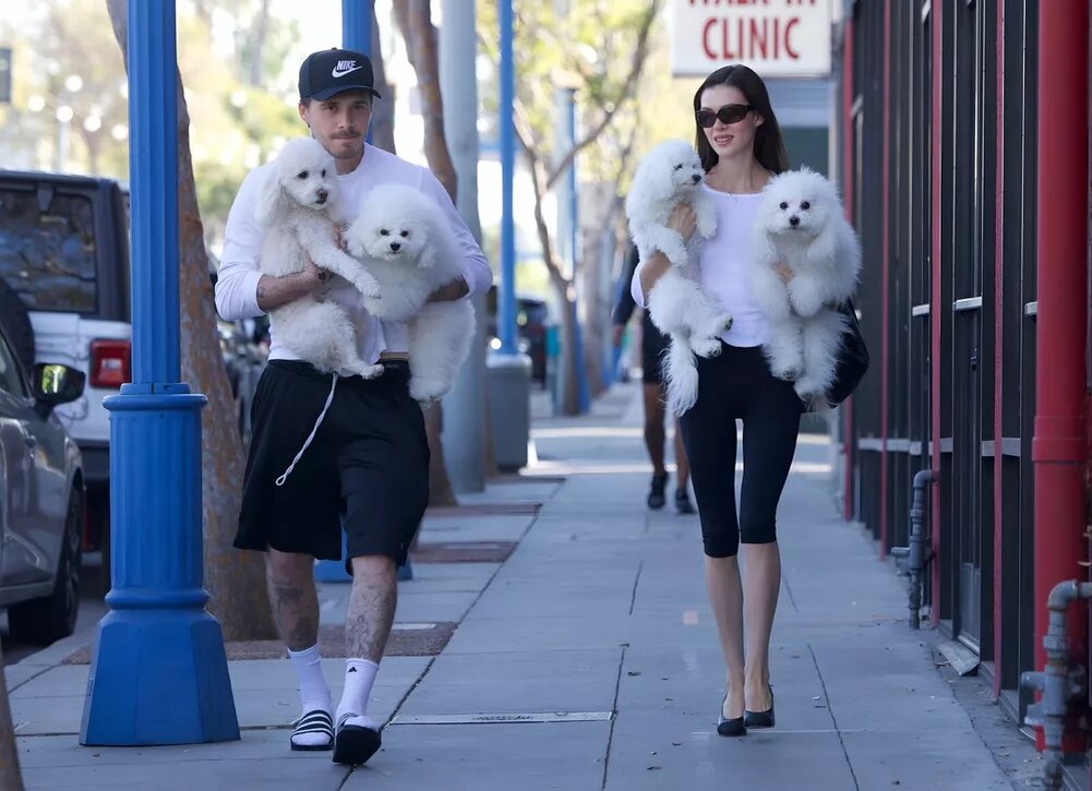    Бруклин Бекхэм и Никола Пельтц выгуливают собак после груминга в Беверли-Хиллз