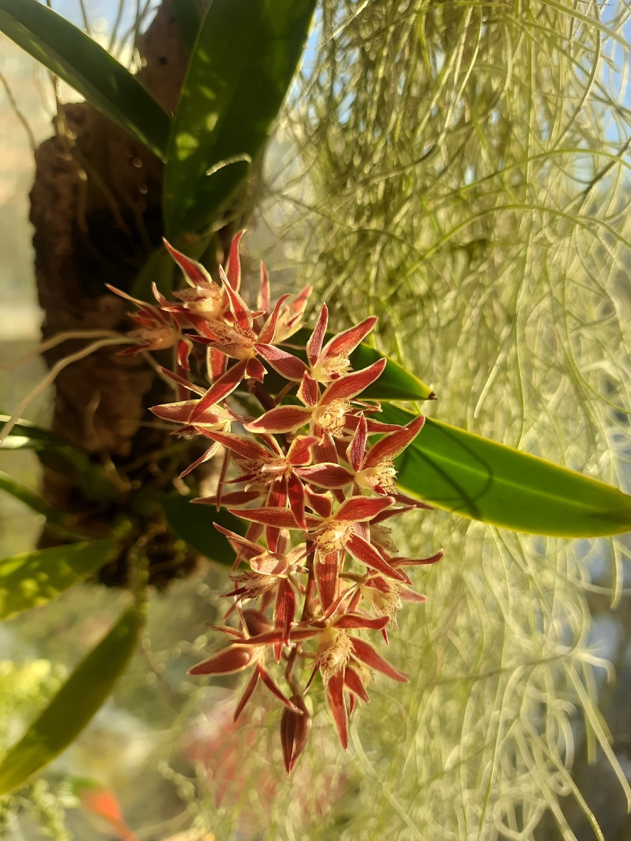 Первое цветение, Macradenia multiflora