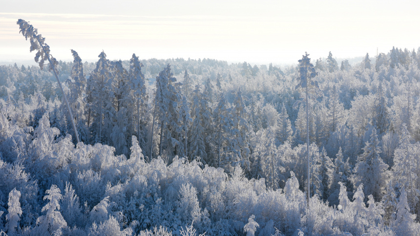    Фото: ИЗВЕСТИЯ/Дмитрий Коротаев