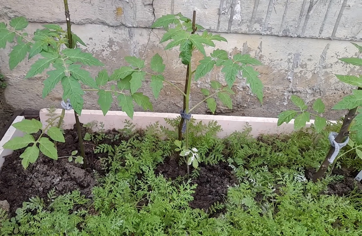 Сидераты для томатов: ранний весенний посев. Лучшие сидераты для ранней весны перед посадкой рассады томатов. Фото автора