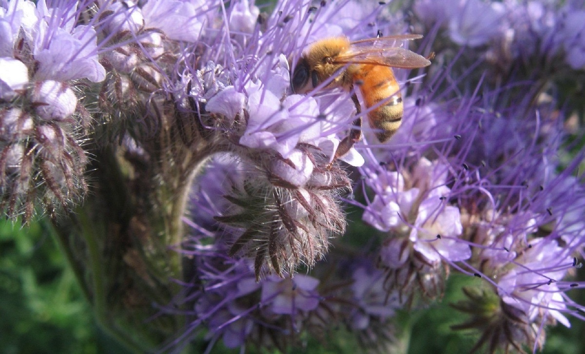 Сидераты для томатов: ранний весенний посев. Лучшие сидераты для ранней весны перед посадкой рассады томатов