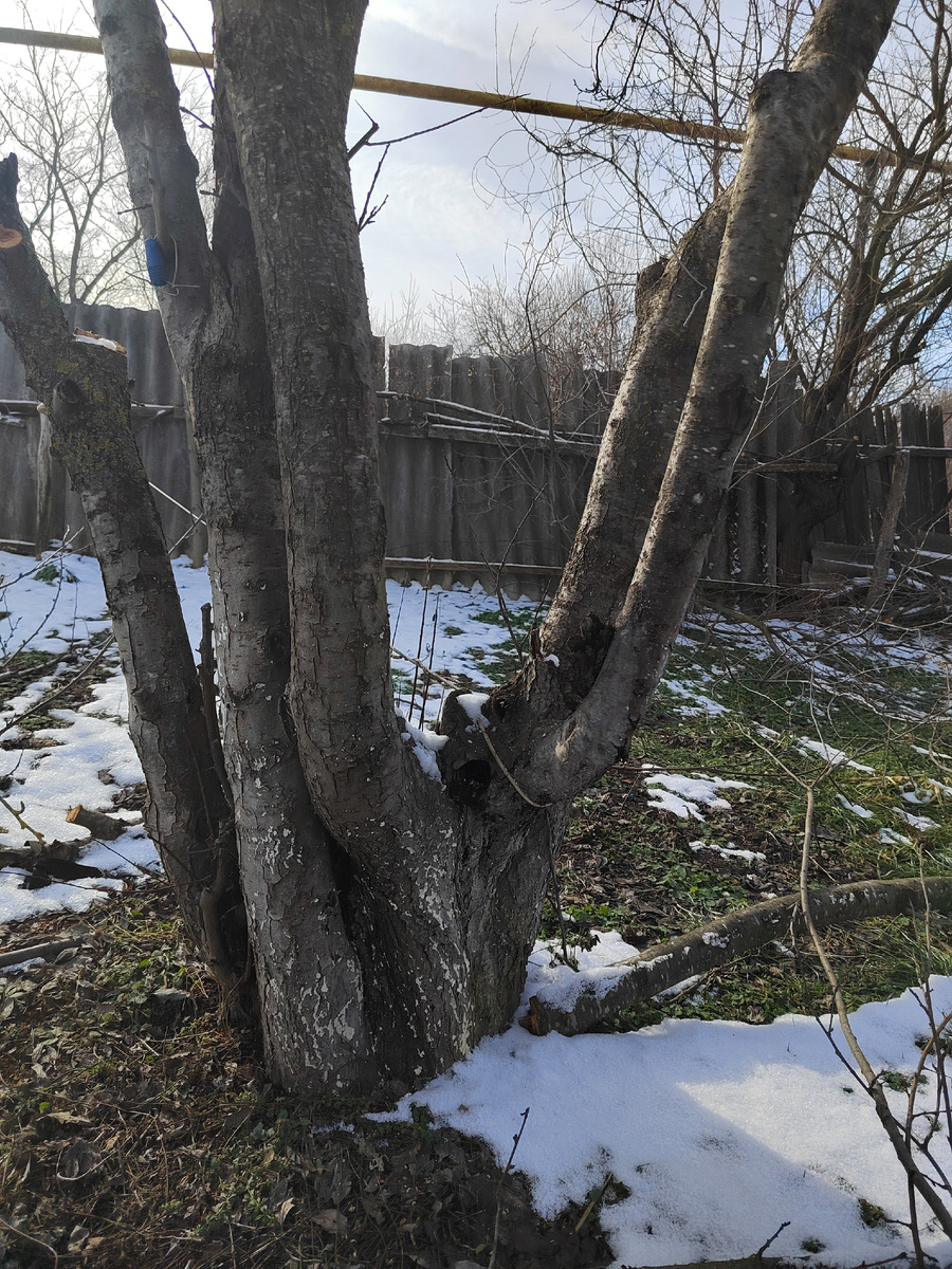 Огромное дерево сливы