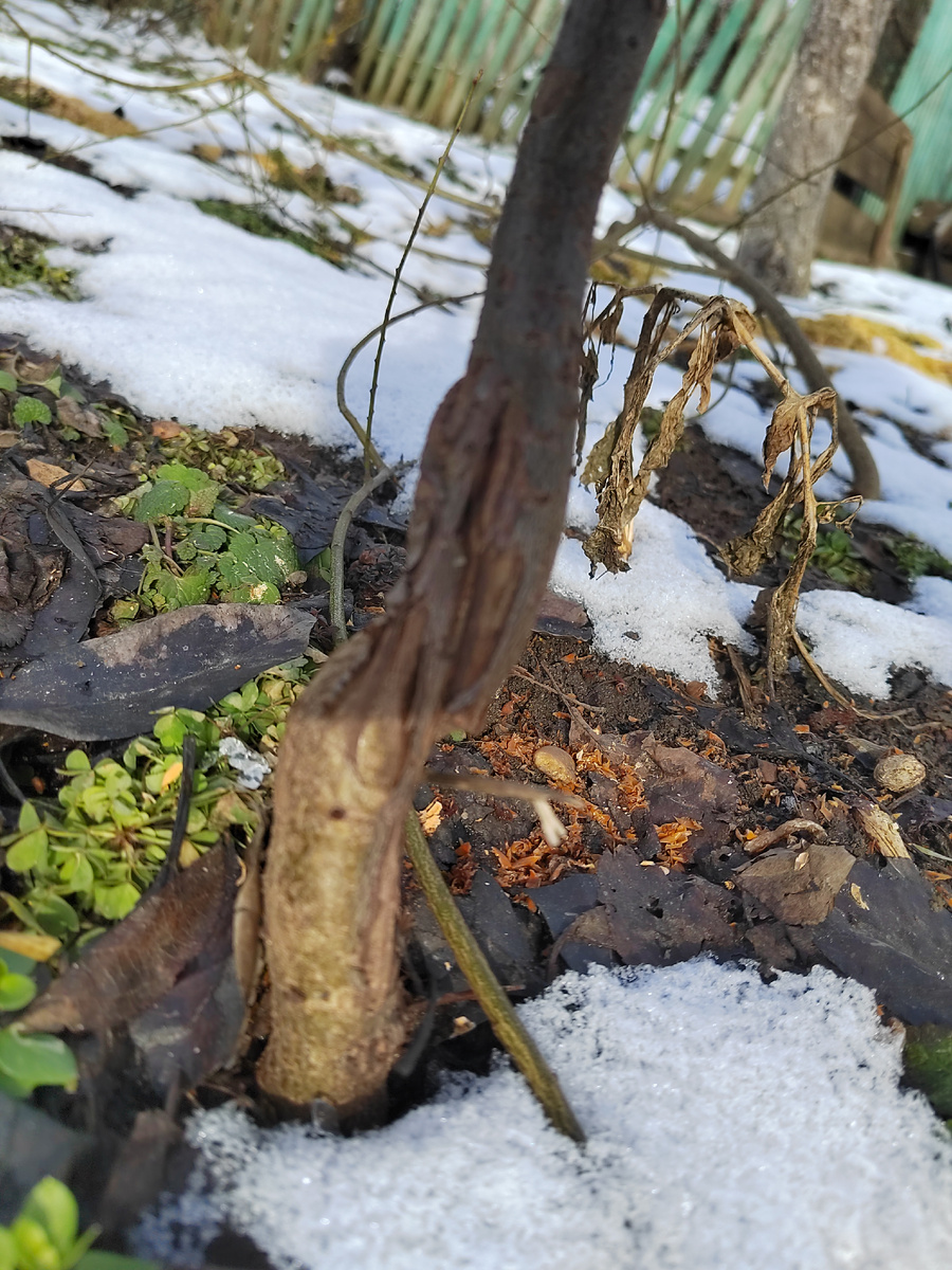 Основание этого дерева не даёт ему никаких шансов на жизнь