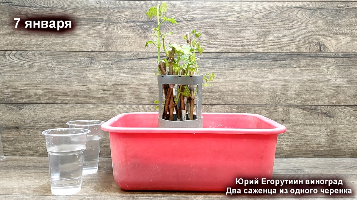 Умный укоренитель на воде.