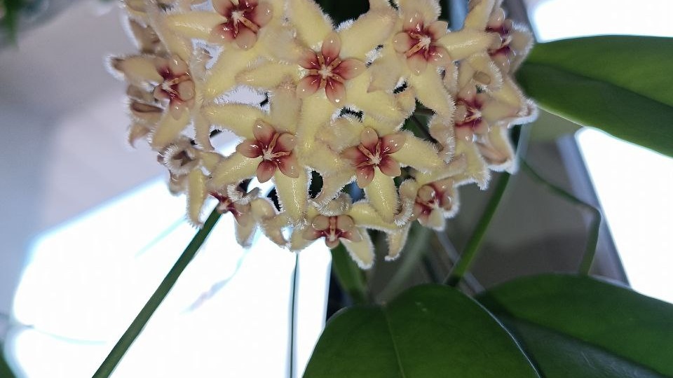 Дорогие мои это мои жалкие попытки😭 синхронизации канала телеги и мах, потерпите пожалуйста этот спам красоты