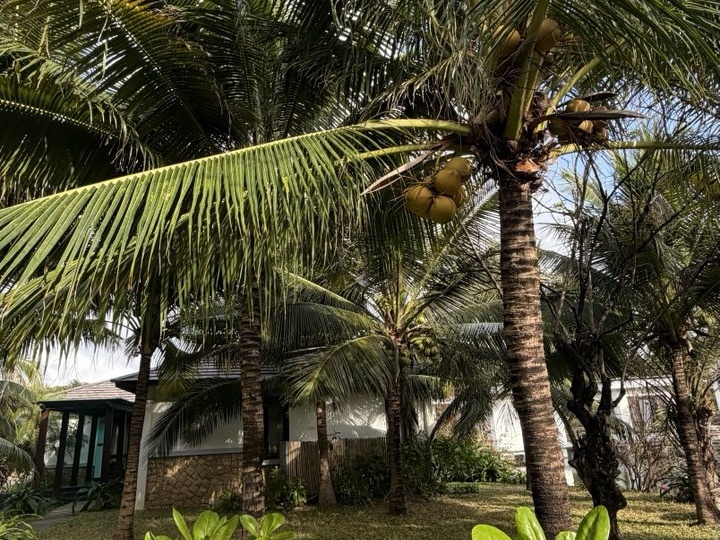 Кокос - это не орех, а костянка. Честный разбор нутрициолога по косточкам (и калориям).