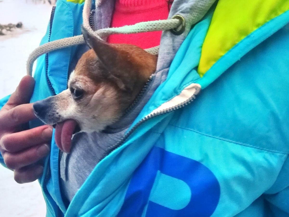 "Не то, чтобы я очень любил путешествовать. Просто хозяйку одну никуда не отпускаю. Пропадёт. "