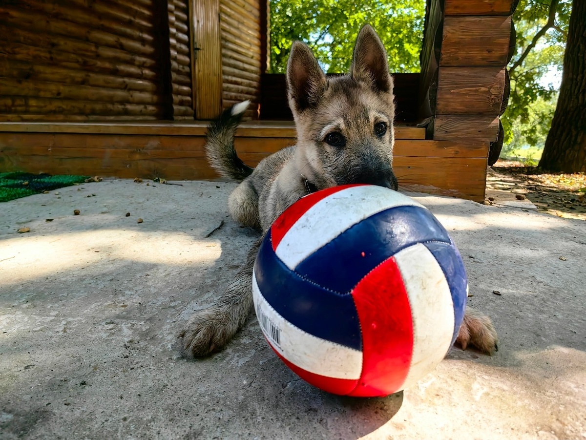 Щенок на турбазе - дополнительные положительные эмоции. 