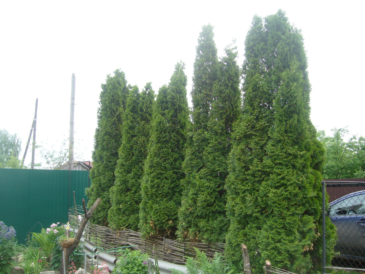 мои первенцы, много хвойных. Спустя 14 лет от посадки