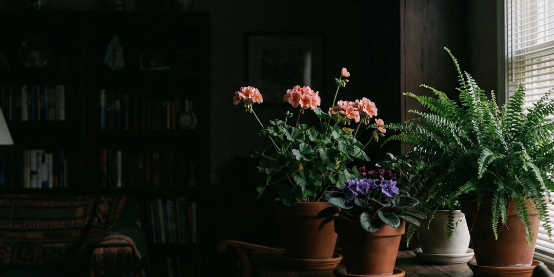 Ошибки новичков при выращивании цветов: что вы точно делаете не так