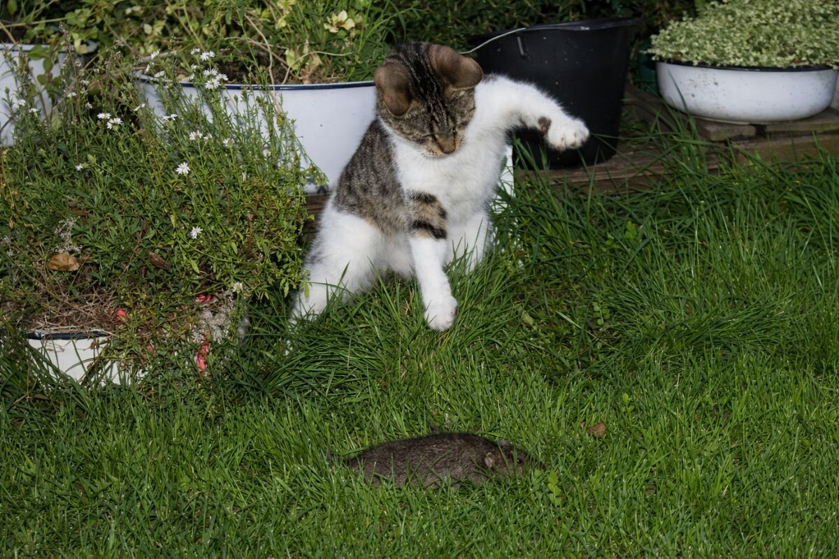 Боятся ли кошки крыс