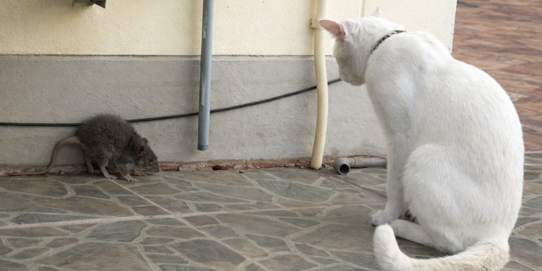 Боятся ли кошки крыс? Вот почему «смелый кот» — самый уязвимый