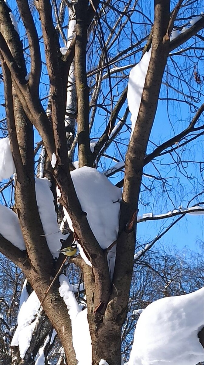 Фото не в тему. Просто снег, солнце и синичка)) Пусть здесь будет.❣️