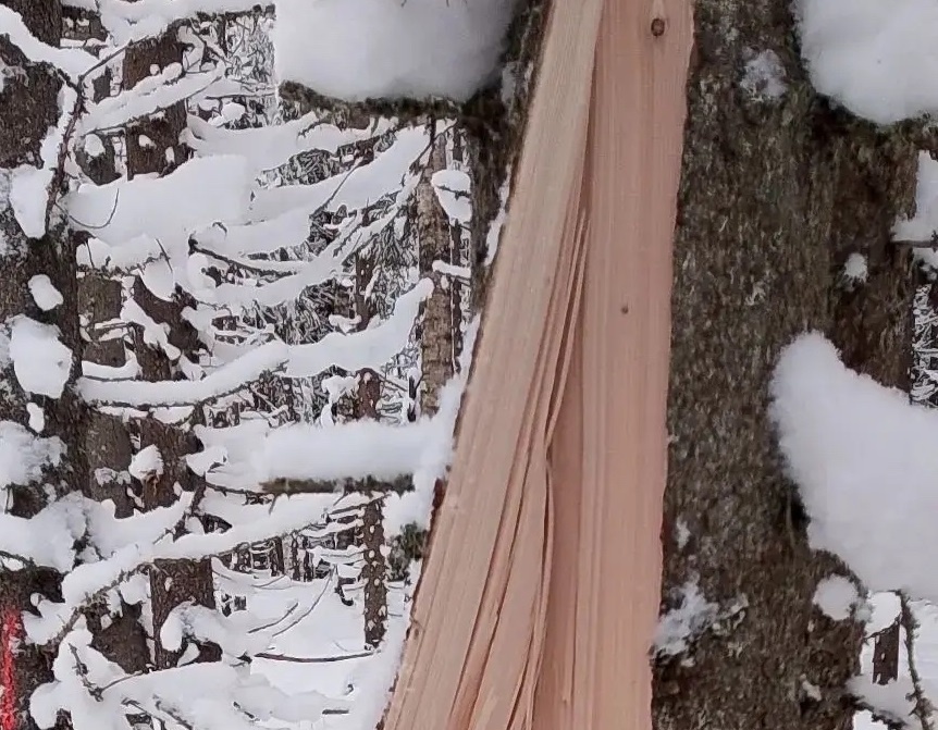    В Карелии выявлено нарушение при строительстве лесной дороги© ГКУ РК «Пряжинское центральное лесничество» / VK