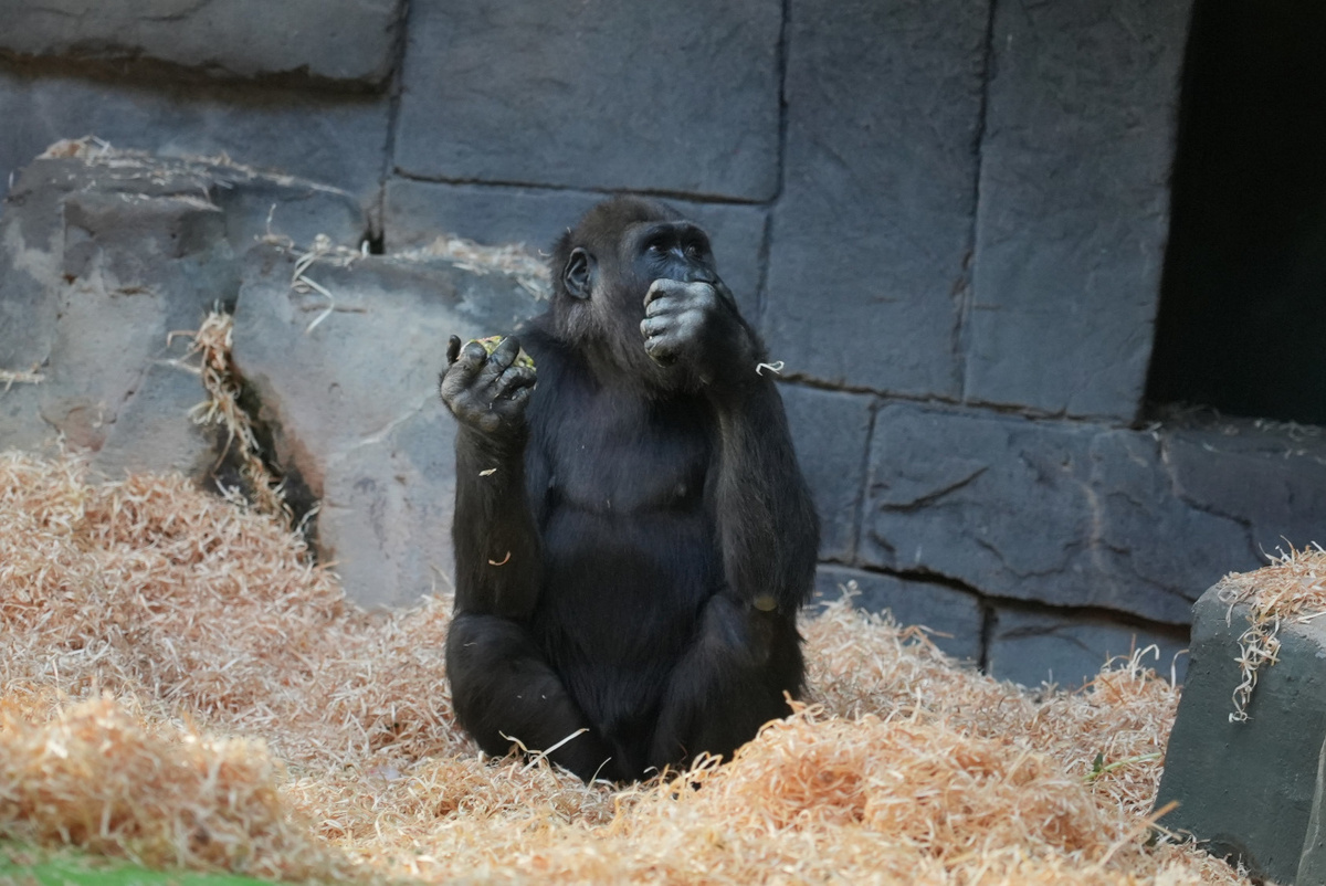 фото с сайта https://ag.mos.ru/polls/