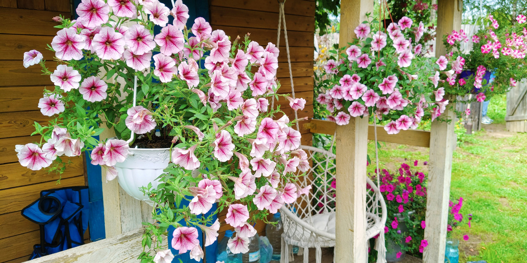 Мои любимые петунии 2025 года