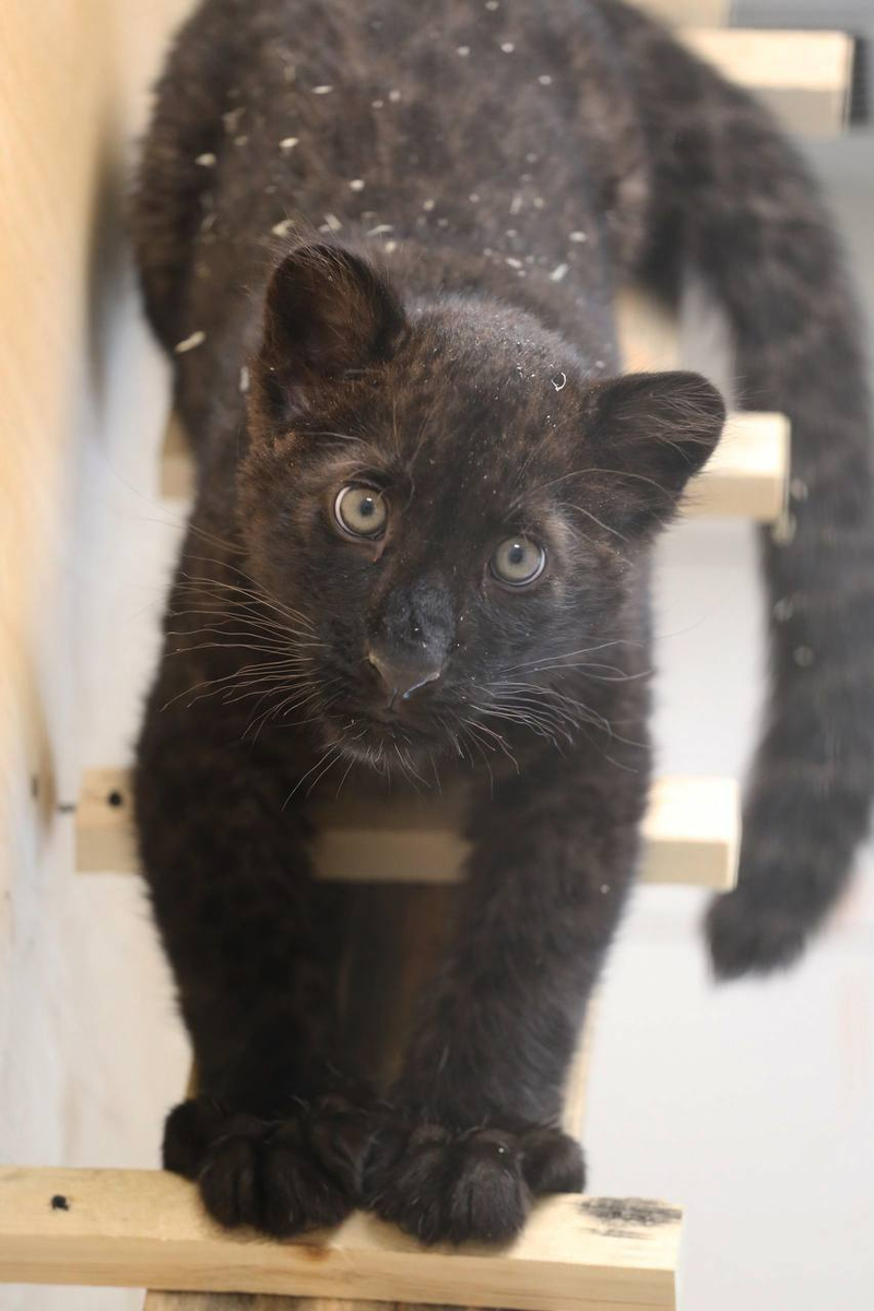 Фото: Белгородский зоопарк