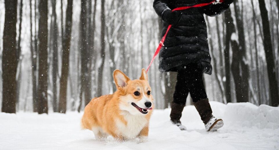    РИА «Новости»