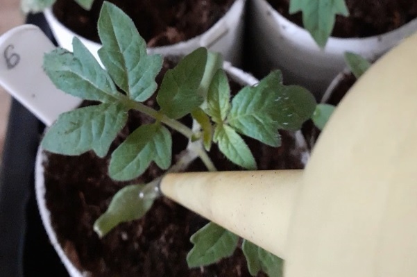 Лунный календарь посева томатов в марте и апреле 2026 года