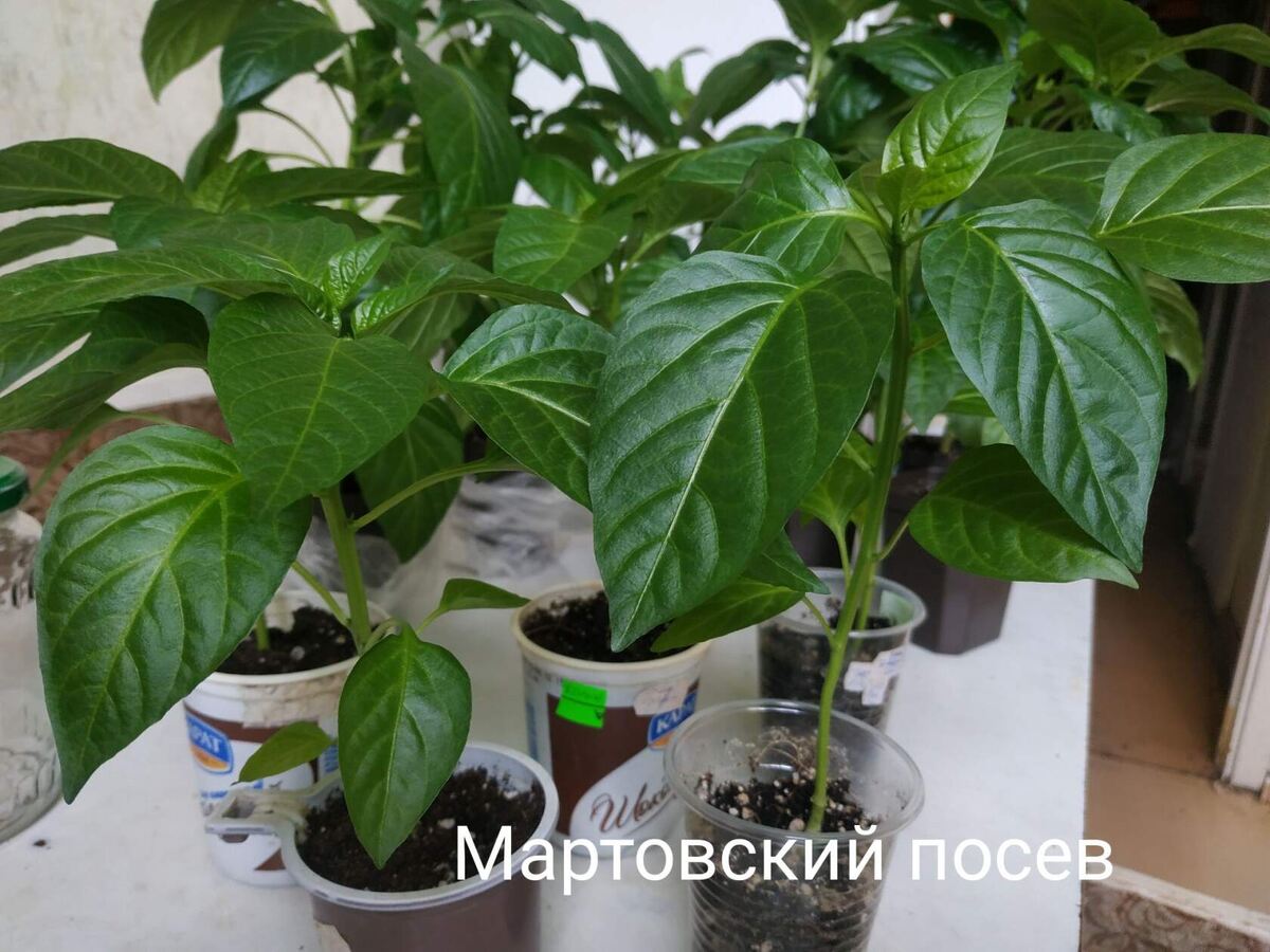 Рассада при посеве в марте ничуть не хуже, чем посеянная в феврале! 