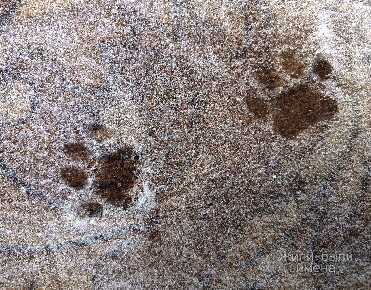 Фото автора. Лапки