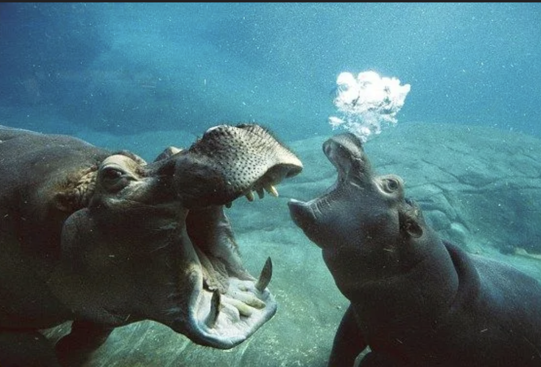 Яндекс- картинки