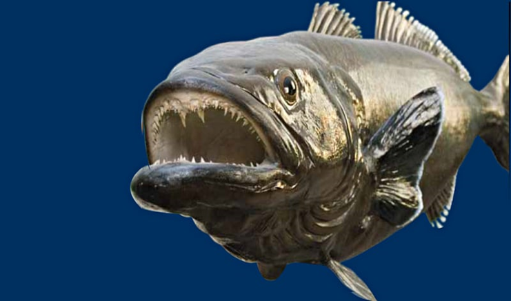 Они живут не по правилам