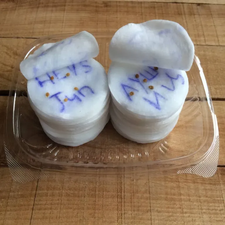 Как замочить семена на ватных дисках и подписать