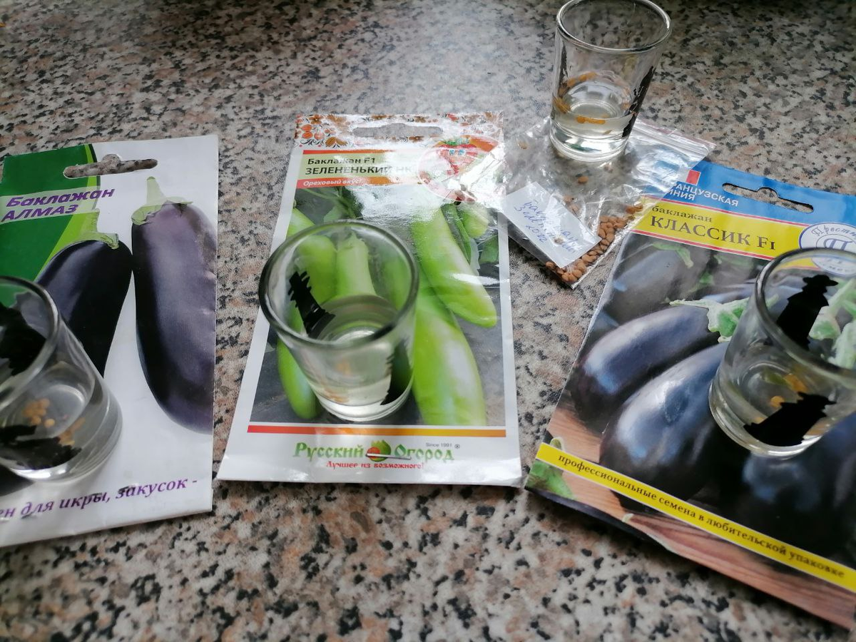 Замочила семена баклажанов, фото из архива автора