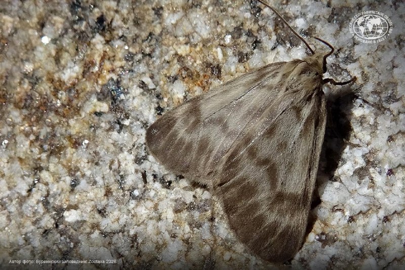 В России открыли новый вид бабочек — медведица Жени