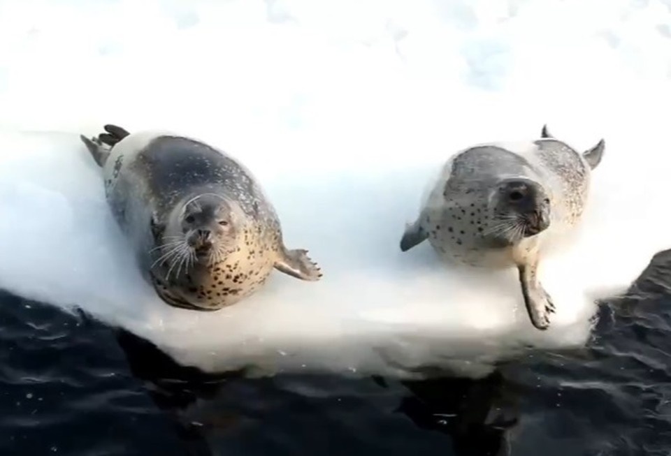    Специалисты учреждения попытались организовать групповую фотосессию животных на льдине, но задача оказалась непростой из-за их активного поведения. Фото: скриншот видео Приморского океанариума