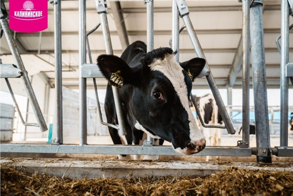 фото: ЗАО «Калининское»