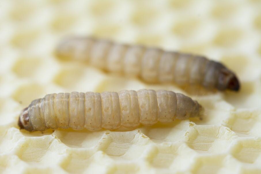Восковая моль (Galleria mellonella)