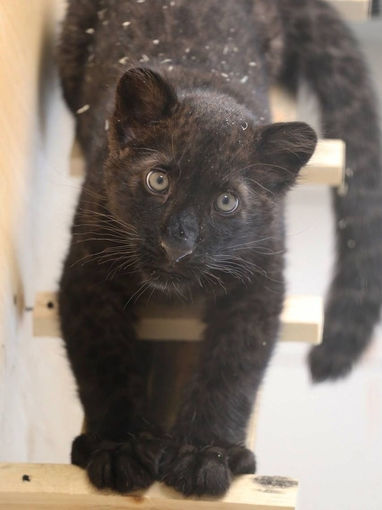     Запуск черной пантеры в открытый вольер Белгородского зоопарка перенесли на март, фото: vk.com/belzoo31