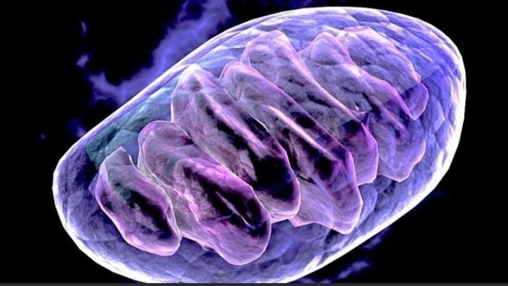 Митохондрия