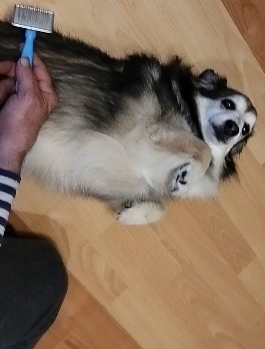 Фото автора. Хозяин расчесываешься, Бяша балдеет😄. 